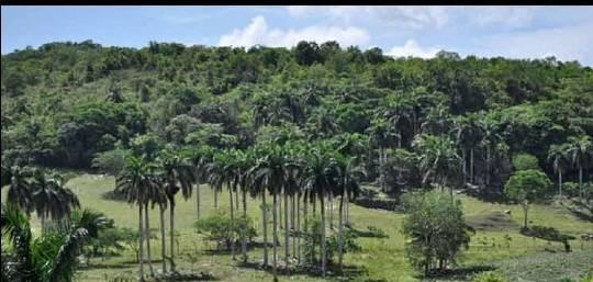 Bosque tropical